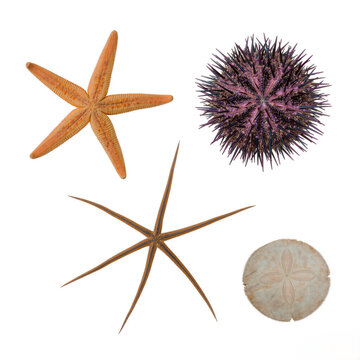 Echinoderm group including starfish sea urchin and sand dollar specimens