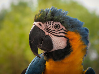 A close-up photograph capturing the head and upper chest of a vibrant Blue-and-yellow Macaw, looking to the side, 06 October 2026 Indonesia © Adi