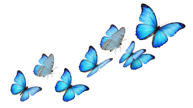 Collection of blue morpho butterflies in flight on black isolated on transparent background