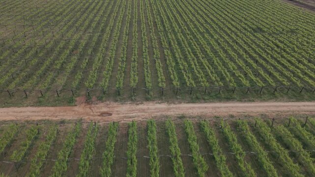 Aerial view of rows of grapevines stretching across the agricultural landscape in Bonnievale, Western Cape, South Africa.