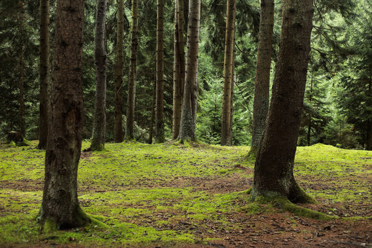 Coniferous forest with moss-covered ground