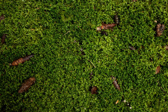 Green moss covered forest floor with pine cones