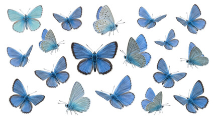 Grid of blue butterflies with detailed wings on black isolated on transparent background © PNG Studio 99