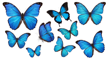 Group of bright blue morpho butterflies displayed on white isolated on transparent background © PNG Studio 99