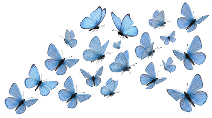 Scattered blue butterflies in dynamic flight patterns on isolated on transparent background © PNG Studio 99
