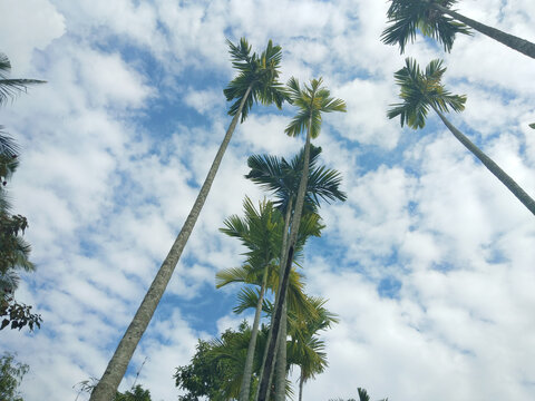 A tall areca palm tree behind the house.