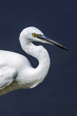 Close-up profile portrait of a little egret Egretta garzetta set against a dark blue background. Highlights the bird's crisp white feathers, curved neck, sharp black bill, and striking yellow eye. © Alessandro Ferro