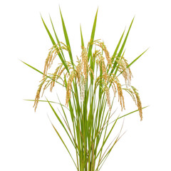 Naklejka premium Fresh green rice plant with golden grains