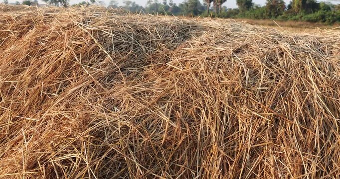 Dry straw of natural golden rice straw pile after harvest.