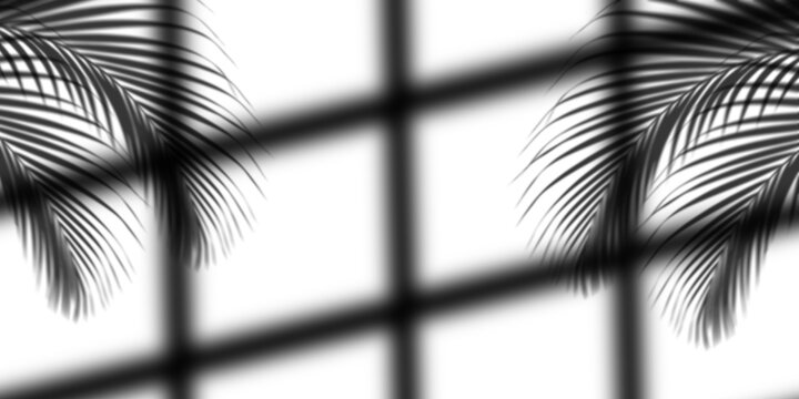shadows of palm leaves and window frame cast on a white wall, creating a tropical and minimalist aesthetic for design.