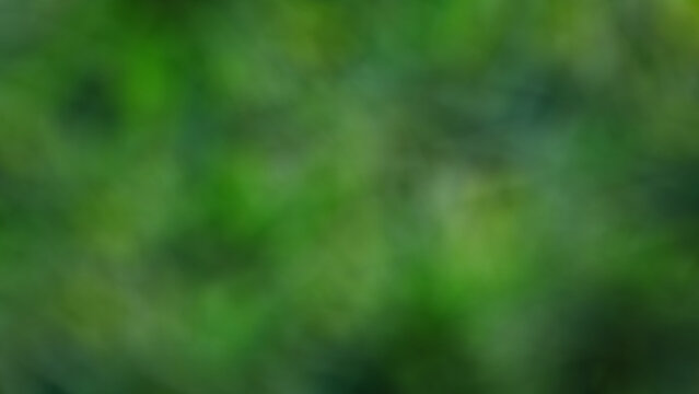 abstract natural forest  green  blur background with reflection
