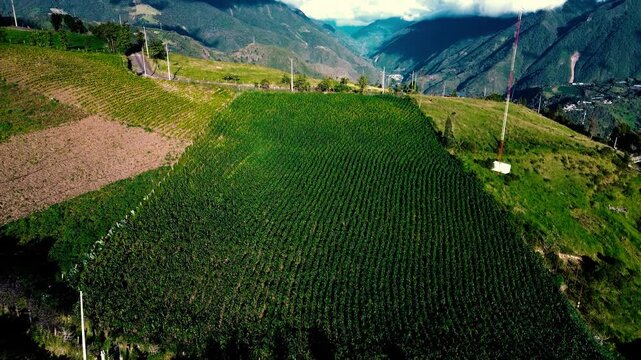 Drone footage looks down over a rural patchwork of green and tan fields in Tungurahua, Ecuador. Curving crop rows, narrow tracks, scattered farm buildings and clusters of trees shape the agricultural 