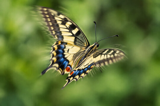 Butterfly with patterned wings in flight, nature and transformation concept