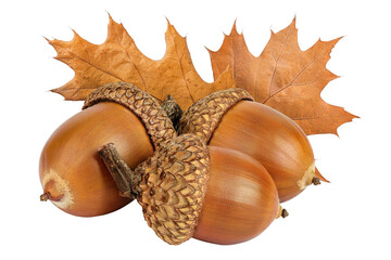 Brown acorn oak nut isolated on white background © kolesnikovserg