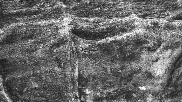 Dark black and white bark with pronounced horizontal ridges, natural cracks and rugged relief, creating a dramatic weathered texture background.