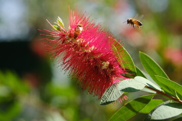 Honey bee approaching a vibrant red bottlebrush flower, collecting nectar and pollen, actively pollinating the plant in a sunny garden, contributing to the natural ecosystem  © scatto