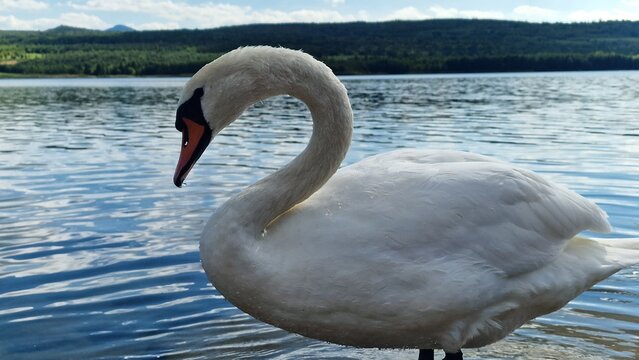 swan cygnus olor white bird