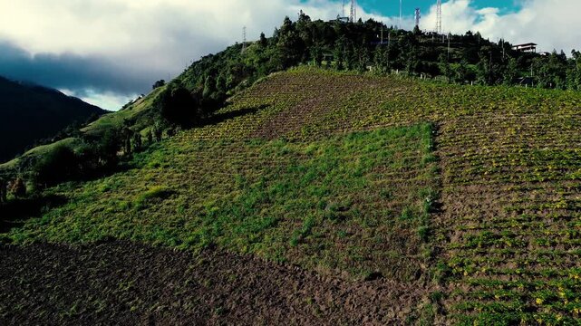 Drone footage looks down over a densely planted agricultural field in Tungurahua, Ecuador, where glossy green crops form tightly spaced rows. Strong sunlight picks out the leaves while dark gaps and s
