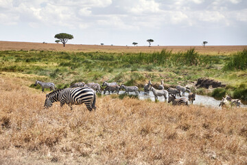 Zebraherde im und am Wasserloch in der Serengeti © Jane Be. The Picture