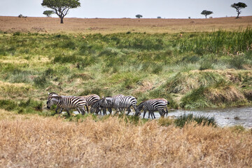 Zebras mit gesenkten Köpfen im flachen Wasser einer Wasserstelle © Jane Be. The Picture