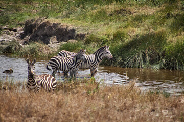 Zebragruppe im flachen Wasser mit einem Tier am Ufer in der Serengeti © Jane Be. The Picture
