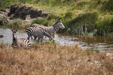 Zebras mit unterschiedlichen Kopfhaltungen im Wasserloch der Serengeti © Jane Be. The Picture