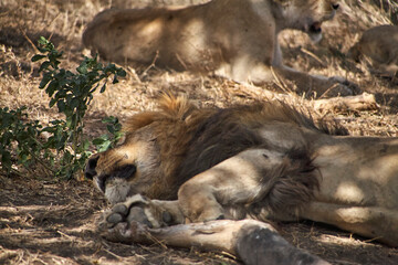 Liegender Löwe mit Mähne und geschlossenen Augen in der Serengeti © Jane Be. The Picture