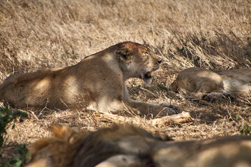 Ruhender Löwe mit angehobenem Kopf im Schatten in der Serengeti © Jane Be. The Picture
