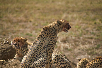 Sitzender Gepard mit geöffnetem Maul vor weiteren Geparden © Jane Be. The Picture