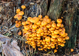 Autumn mushrooms in Latvia that grow in the forest © mode