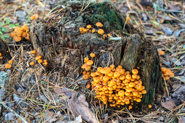Autumn mushrooms in Latvia that grow in the forest © mode