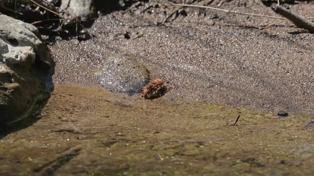 European hornet (Vespa crabro) drinking from a creek