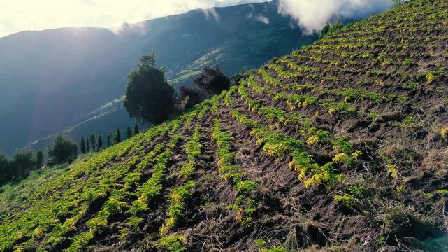 Aerial footage shows a cultivated hillside with orderly rows of green crops and exposed soil, bordered by trees and a roadside with utility poles. Forested Andean mountains rise beneath low clouds in 