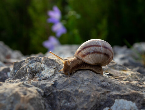 Detailed close up of a slow snail with shell moving on stone with soft green and purple bokeh background