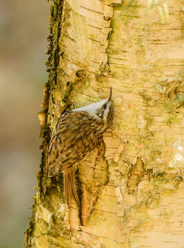 short-toed treecreeper (Certhia brachydactyla) on tree
