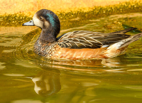 Chiloe wigeon (Mareca sibilatrix) male swimming