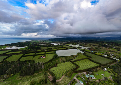 Aerial view of expansive kiwifruit orchards with protective netting, lush green fields, and hedgerows under a dramatic cloudy sky in Te Puke, Bay of Plenty Region, New Zealand.
