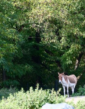 Wild Donkey Standing in Green Woodland Habitat