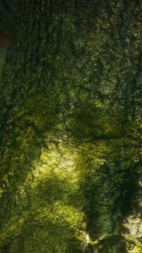 Sunlight reflects on the bark of a tree in a forest. The warm light reveals the textures and colors of the bark. It is daytime with clear visibility among the trees.