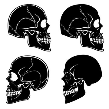 Set of four black and white human skull in profile view, showing anatomical bone structure on a white background
