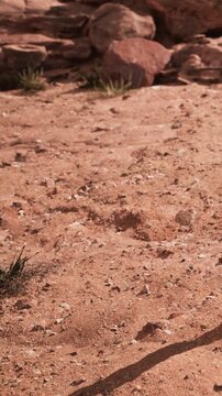 Footprints are visible on dry earth in a desert area surrounded by rocks. Small patches of grass are growing among the footprints. The scene shows a natural landscape.