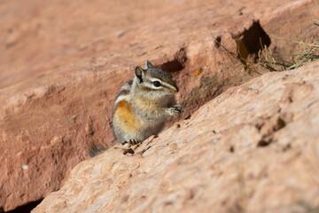 Cute Little Chipmunk © swkrullimaging