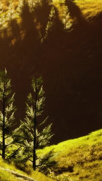Sunlight filters through trees in a green field. The scene shows a gentle hillside covered in grass. Shadows fall across the landscape as the sun sets.
