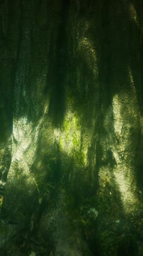 Sunlight filters through the leaves, creating patterns on the tree trunk in a forest. The scene shows greenery around, with shadows and textures visible on the surface.