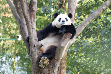 Fototapeta premium Cute Panda Returned from South Korean, Fu Bao, Relaxing on a Tree Branch