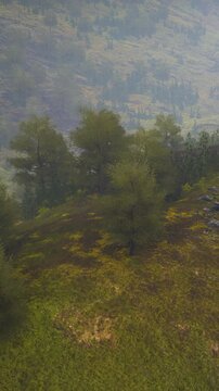Trees grow on a hillside with green grass and some rocks. The sun is bright, and the landscape shows a distant valley. Nature is vibrant, and the sky is clear.