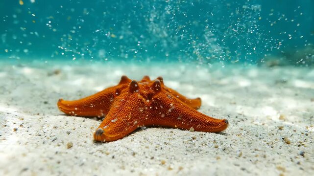 Vibrant orange starfish resting peacefully on the white sandy seabed in crystal clear turquoise tropical ocean waters