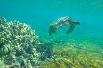 Green sea turtle swimming near the coast of Hawaii © willtu