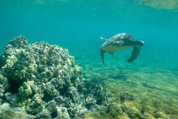 Green sea turtle swimming near the coast of Hawaii © willtu