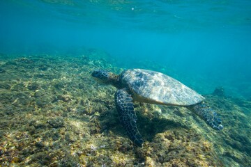 Green sea turtle swimming near the coast of Hawaii © willtu